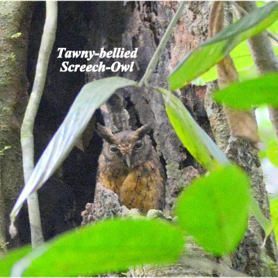 Tawny-bellied Screech-Owl